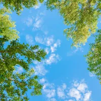 trees and sky
