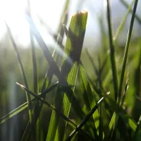 grass