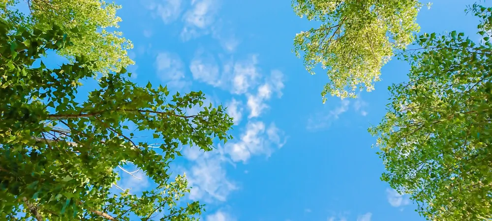 trees and sky