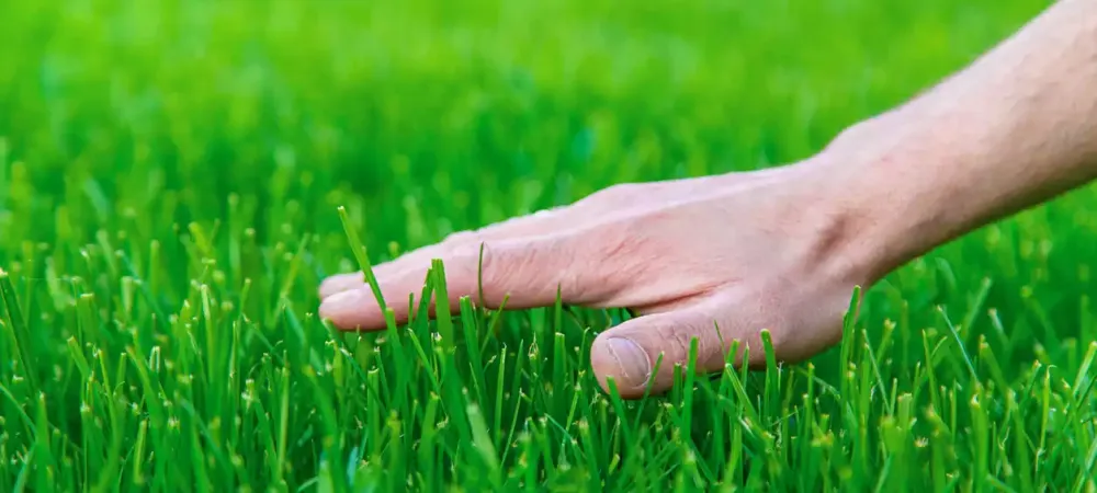 spring-lawn-care-checklist