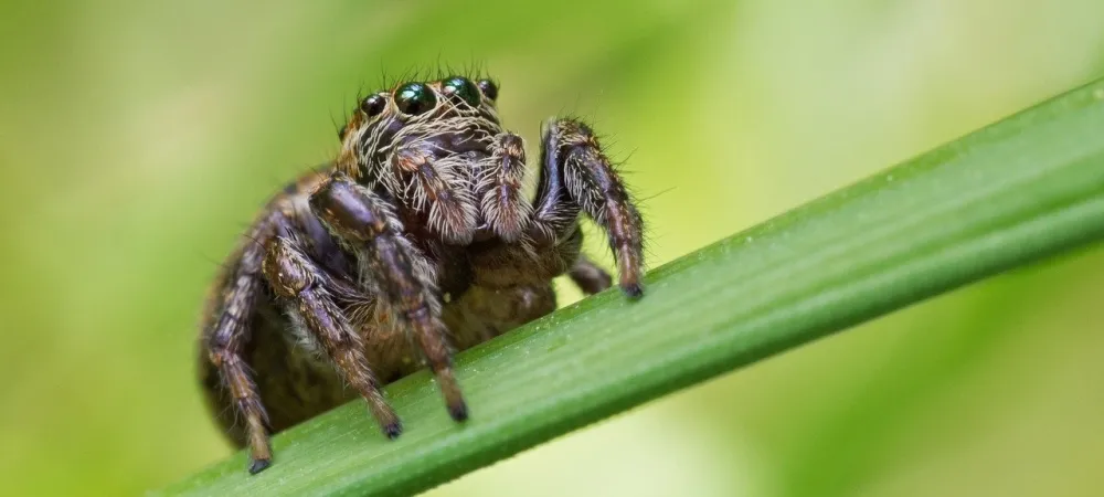 jumping spider