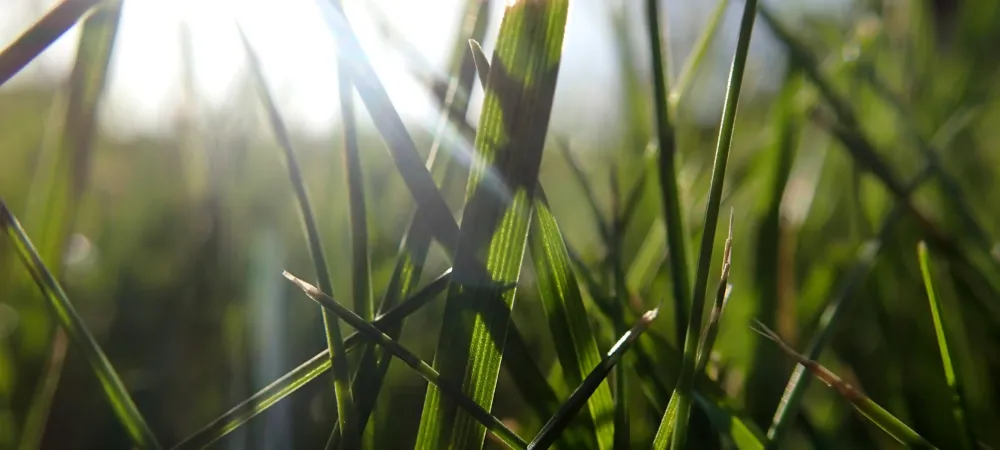 grass