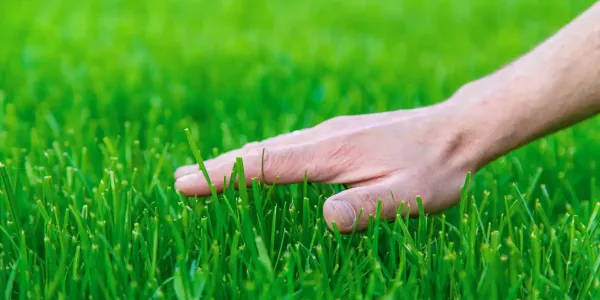spring-lawn-care-checklist