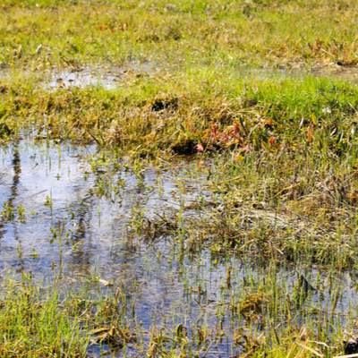 standing water from compacted lawn