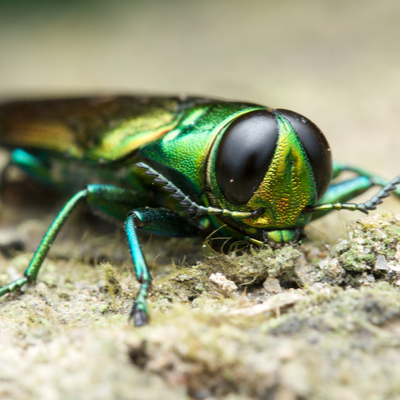 emerald ash borer